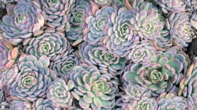 无敌可爱的多肉植物桌面壁纸