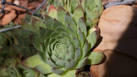 无敌可爱的多肉植物桌面壁纸