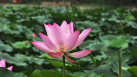 漂亮优雅的荷花桌面壁纸
