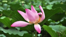漂亮优雅的荷花桌面壁纸
