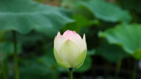 漂亮优雅的荷花桌面壁纸