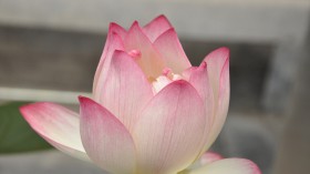 漂亮优雅的荷花桌面壁纸