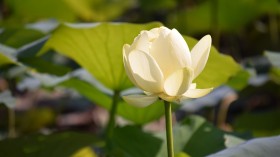 漂亮优雅的荷花桌面壁纸