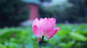 漂亮优雅的荷花桌面壁纸