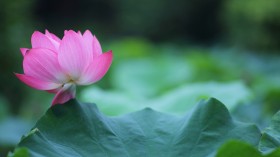 漂亮优雅的荷花桌面壁纸