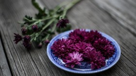 娇艳美丽的菊花桌面壁纸