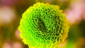 娇艳美丽的菊花桌面壁纸