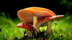 森林中野生的蘑菇桌面壁纸