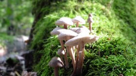 森林中野生的蘑菇桌面壁纸