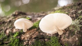 森林中野生的蘑菇桌面壁纸