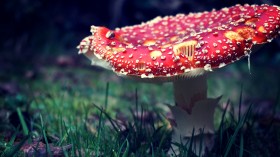 森林中野生的蘑菇桌面壁纸