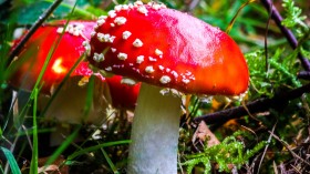 森林中野生的蘑菇桌面壁纸
