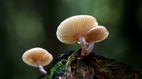森林中野生的蘑菇桌面壁纸
