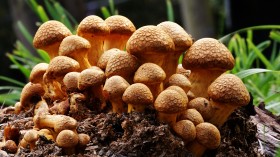 森林中野生的蘑菇桌面壁纸