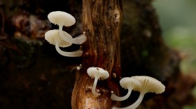 森林中野生的蘑菇桌面壁纸