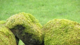 绿色的青苔植物桌面壁纸