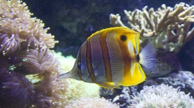 水族馆漂亮的热带观赏鱼桌面壁纸