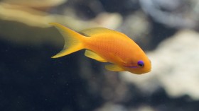 水族馆漂亮的热带观赏鱼桌面壁纸