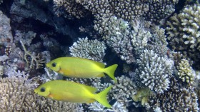 水族馆漂亮的热带观赏鱼桌面壁纸