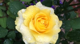 五颜六色的玫瑰鲜花桌面壁纸