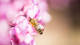 辛勤忙碌的蜜蜂和蝴蝶桌面壁纸