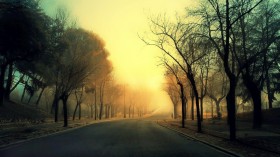 优美宁静的林间小路风景桌面壁纸