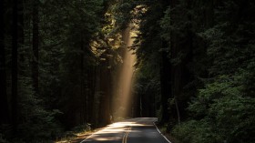 幽静静谧的林间小路风景桌面壁纸