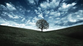 大自然中一棵孤独的树风景桌面壁纸