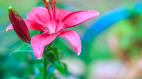 娇俏唯美的百合花桌面壁纸