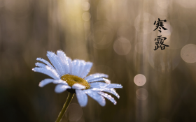 24节气之一寒露桌面壁纸