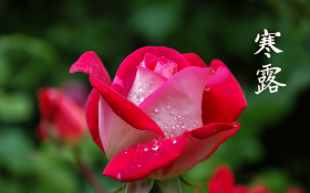 24节气之一寒露桌面壁纸
