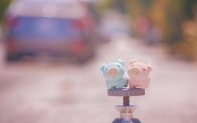软萌可爱的小猪桌面壁纸