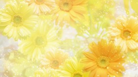 漂亮的菊花背景桌面壁纸