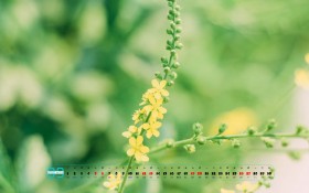2020年9月鲜花日历桌面壁纸
