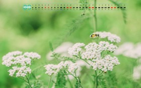 2020年9月鲜花日历桌面壁纸